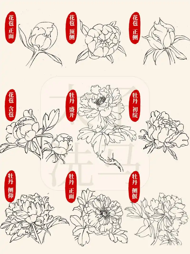 98今天分享的是国画白描,线描中,牡丹花的各个角度与状态的画法