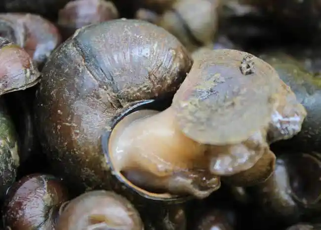 属于软体动物门腹足纲前鳃亚纲田螺科,田螺在中国大部地区均有分布