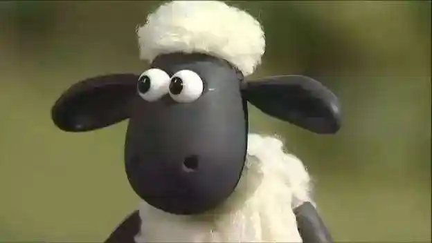 黑脸小白羊(黑脸小白羊图片)