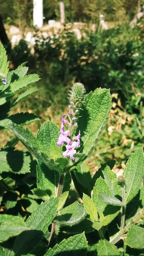 假马鞭草别称:假败酱,倒团蛇,-老的惰