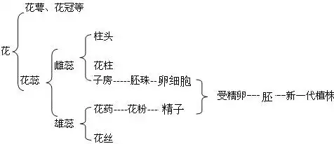 油菜花最重要的结构是( )a.花瓣b.花蕊c.雌蕊d.雄蕊 题目