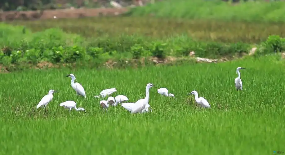 稻田里的鹭鸟