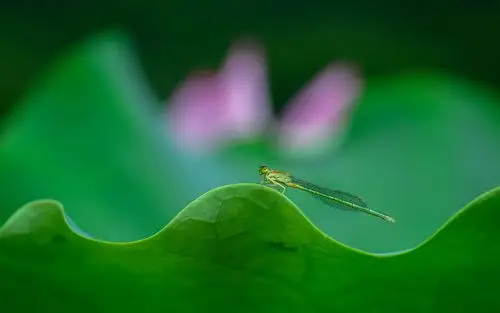 夏日荷花唯美高清桌面壁纸
