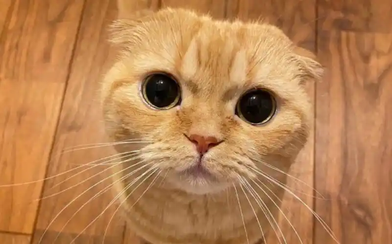 折耳橘猫kinako09