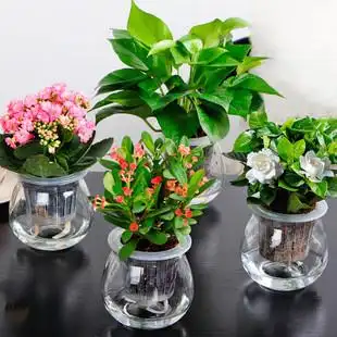 水培花卉有哪些(水培花卉有哪些图片)