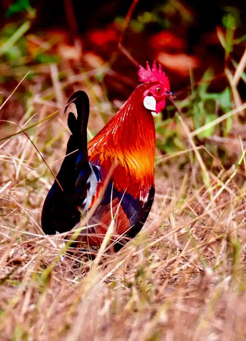 今天有幸在热代众林拍到野生红毛白耳原鸡,是家鸡的野生祖先 - 抖音