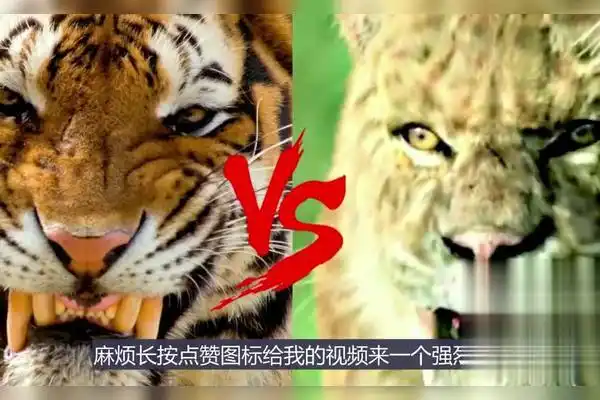 东北虎vs剑齿虎谁的战斗力更强其中一种的胜率竟然高达70