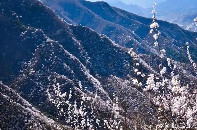 春日山花烂漫最美山野之香峪摄影