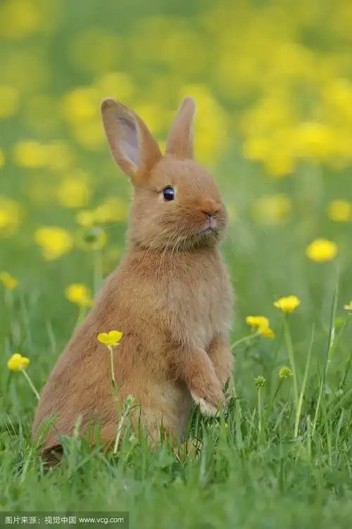 我想养只小白兔