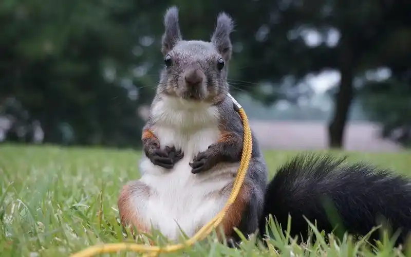 可爱松鼠动物壁纸