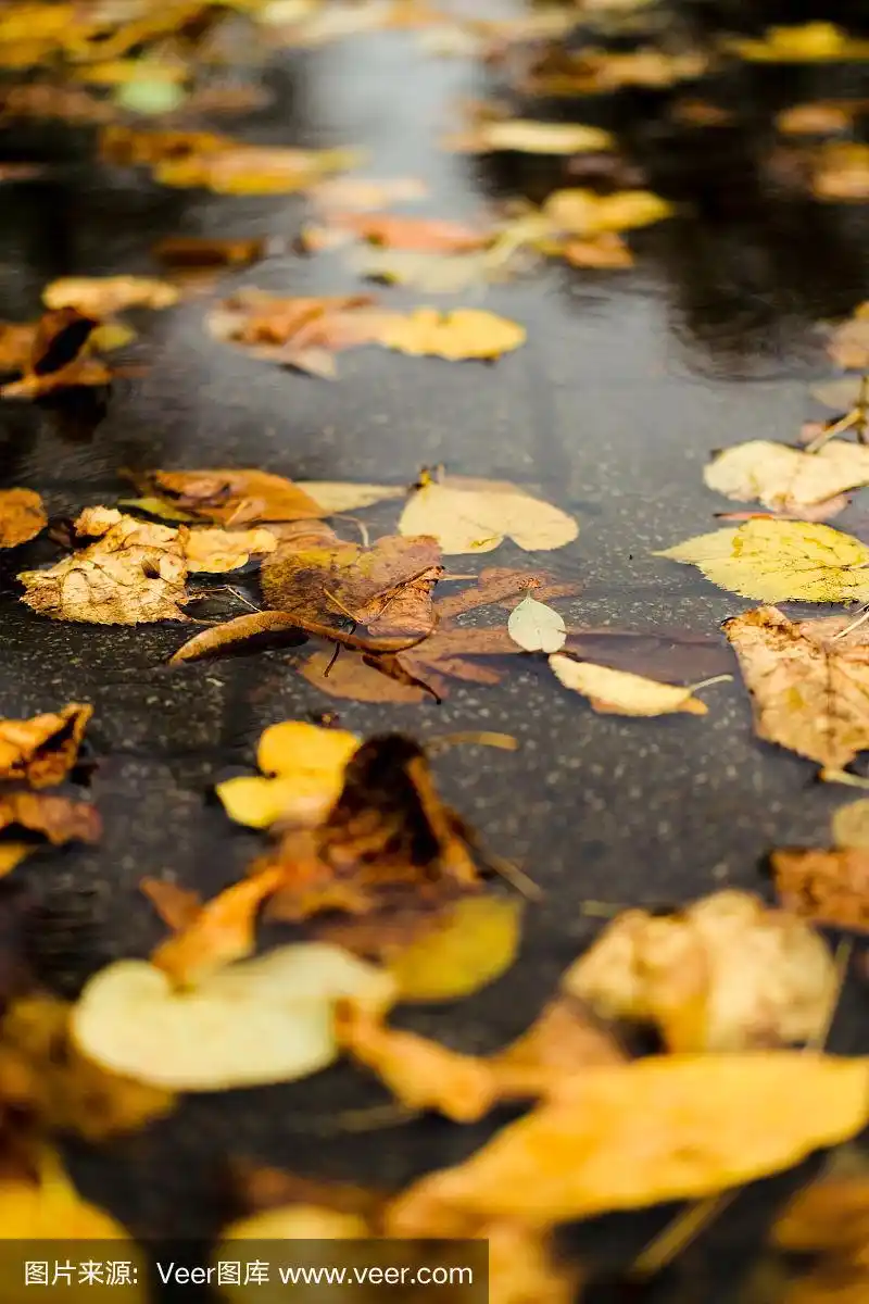 一个阴沉的雨天,水坑里的黄色秋叶.美丽的自然背景的秋天季节