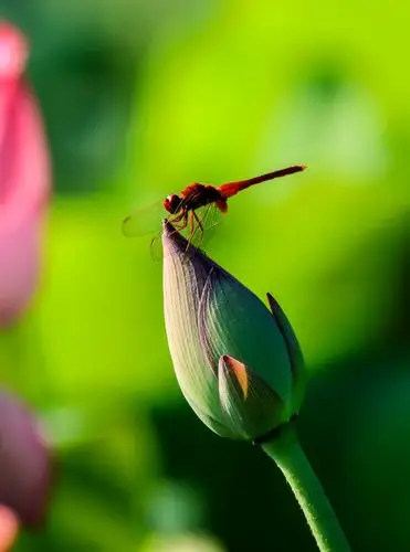 (蜻蜓篇)又是一年荷花绽放季,它的华美登场带给人们赏心悦目的震撼与