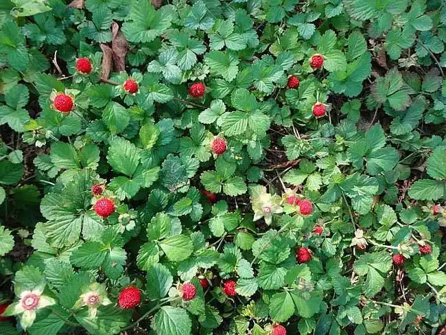 蛇莓 蛇莓小苗 蛇莓果 蛇莓草地被植物绿化小苗 蛇果 野草莓 园林绿化