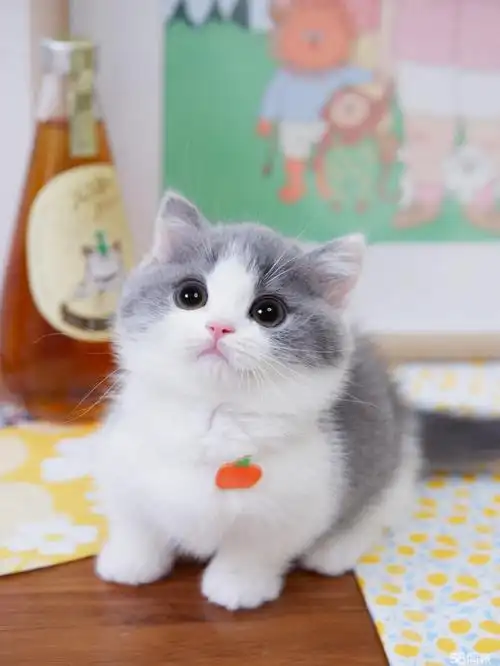 【58同城】赤城孟买猫价格_多少钱一只|赤城8000元以上孟买猫图片|孟