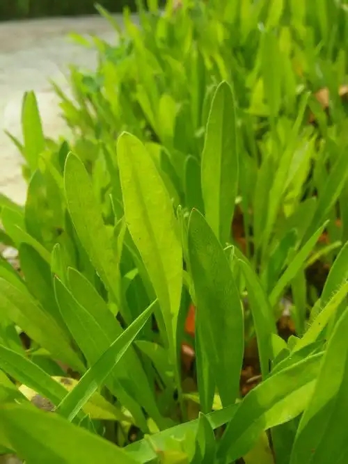 阳光下的小荠菜