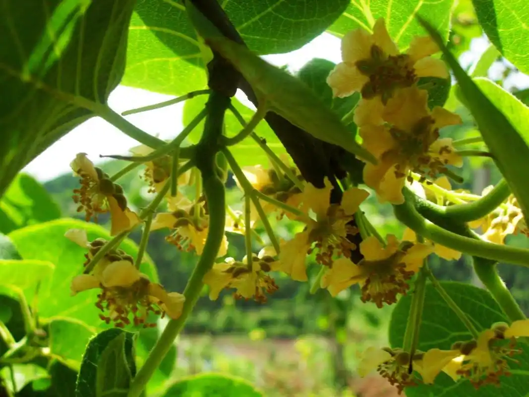 致富经猕猴桃种植高产技术