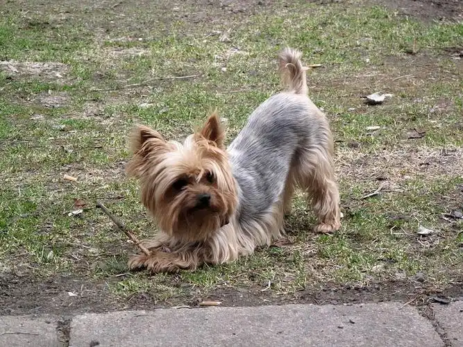 10 popular small dog breeds