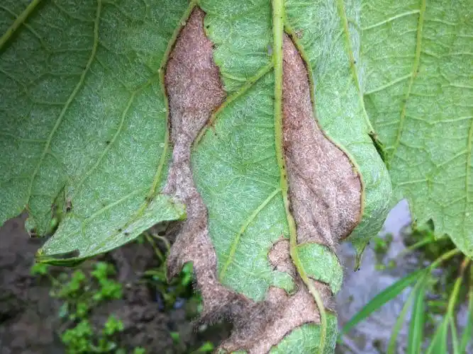 【一点资讯】一言不合就发病!葡萄叶面上生灰色霉层,小心灰霉病 www.