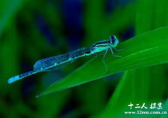 鬼蜻蜓:身长10厘米,如小型轰炸机(变铁钩缝住人耳朵)