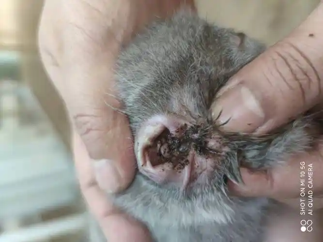 怎么治疗猫狗的耳螨?耳漂与耳妙洗耳液如何选择?