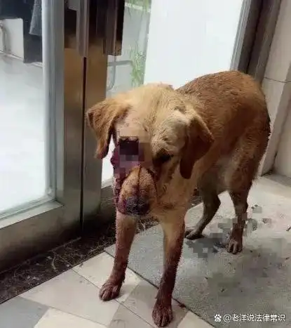 金毛犬眼睛被主人挖掉,流落街头被救后离世,是否违法呢?