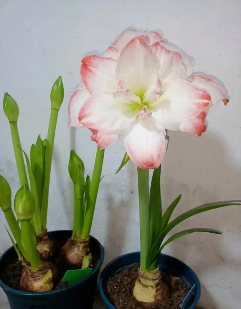 重瓣朱顶红"艾玛迪斯",也叫黛丝,糖果黛丝,经典品种,花大色美,花径