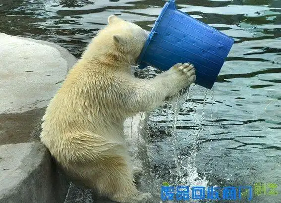一只北极熊有些口渴端捅喝水一饮而尽,样子憨态十足,呆萌可爱表情融化