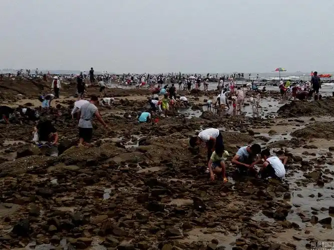 日照李家台海滨退大潮 千人赶海场面壮观