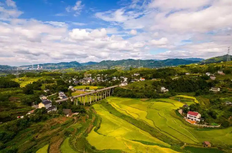 金秋时节,綦江33万亩水稻陆续成熟,金色稻田呈现出一派丰收景象.