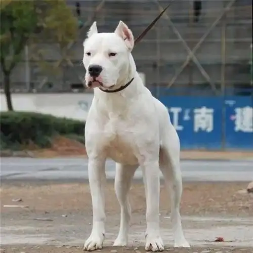 杜高犬多少钱一只