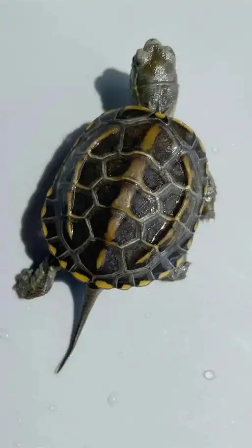 7~8厘米的草龟是多大?6到7厘米草龟几岁  - 抖音