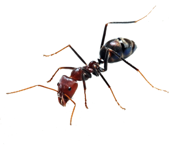 蚂蚁高清特写png图片