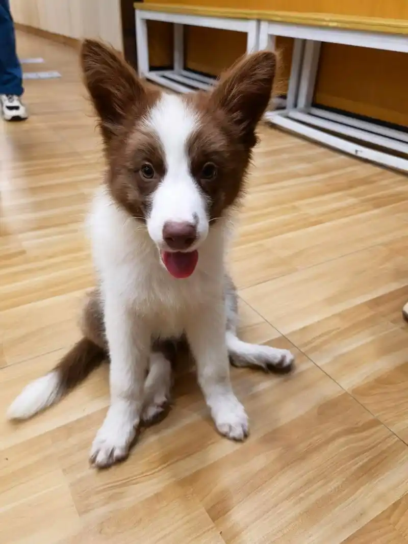 三个月边牧幼犬换毛尴尬期 边边三个月带出去遛,别人都问狗狗的毛发