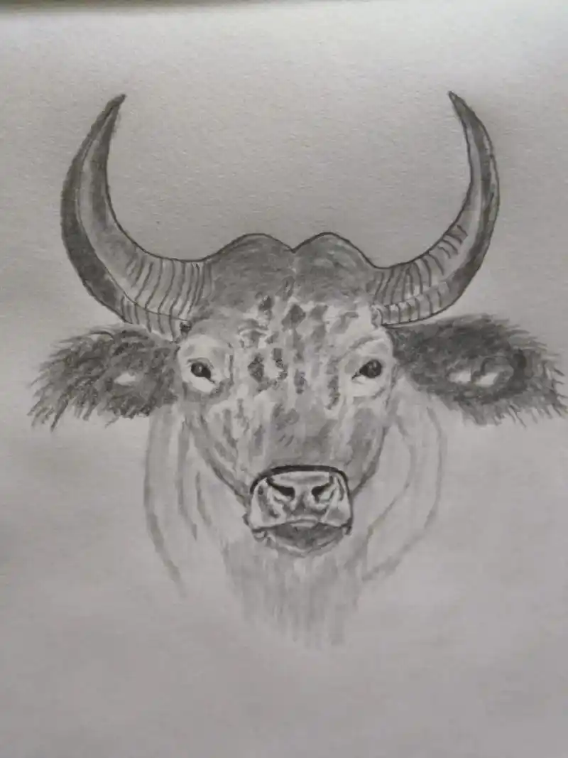 素描写意动物练习画:牛