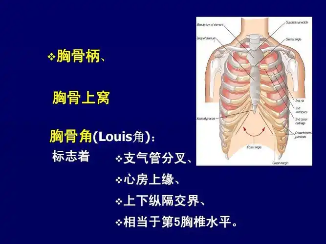 胸骨柄, 胸骨上窝 胸骨角(louis角): 标志着  支气管分叉,  心房上缘