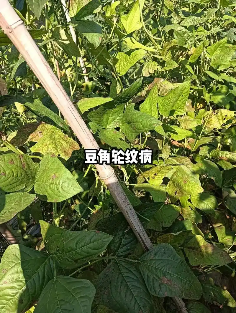 豆角后期常见病害:豆角炭疽病 豆角蓟马危害.豆角叶霉病.豆 - 抖音