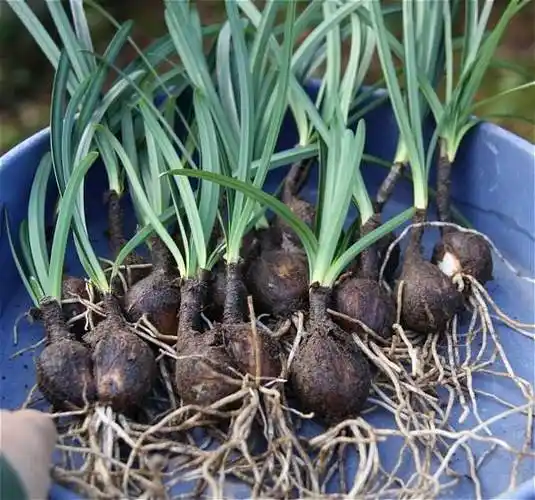 彼岸花为什么不能养(在家种彼岸花会不会不吉利)插图4