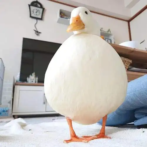 圆润可爱的柯尔鸭好想养一只!别急,养之前要三思!