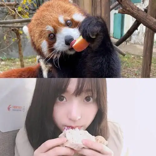 右:柏欣妤扑通(矮脚混英短)柏欣妤萨摩耶萨摩耶钱蓓婷胖胖(异国短毛猫