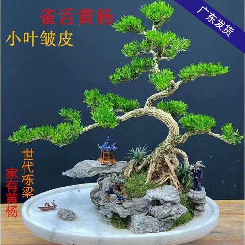 广东黄杨皱皮小叶可造型盆景树苗精品黄杨盆栽四季常青绿植室内外