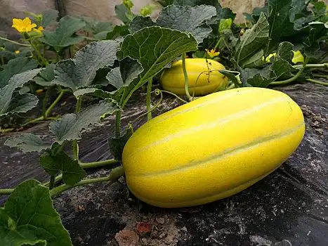 黄金蜜,甜瓜