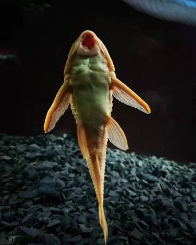 鱼清黄金红眼清道夫女王王大帆鱼女皇垃圾便鱼鱼