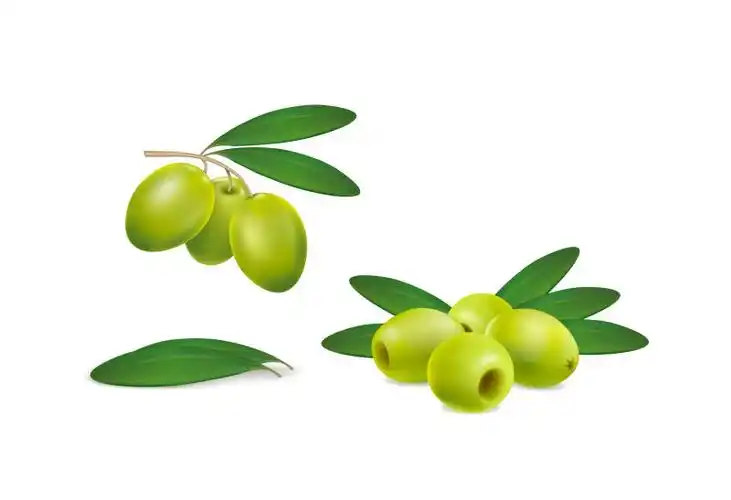 创意矢量黑橄榄设计插图