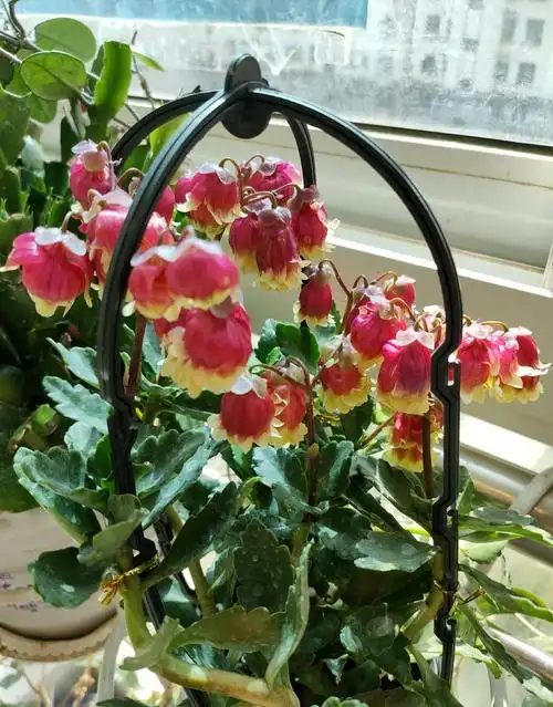 建议你养这个——长寿花"重瓣宫灯",外形上和其他长寿花没什么区别