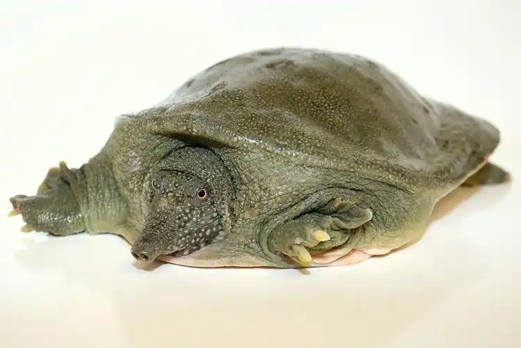 【餐桌物种日历】4月8日 中华鳖