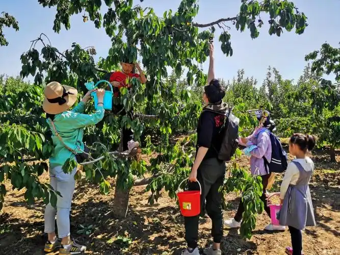 长安福特20周年2021爱福特车友会北京曹家果园樱桃采摘活动