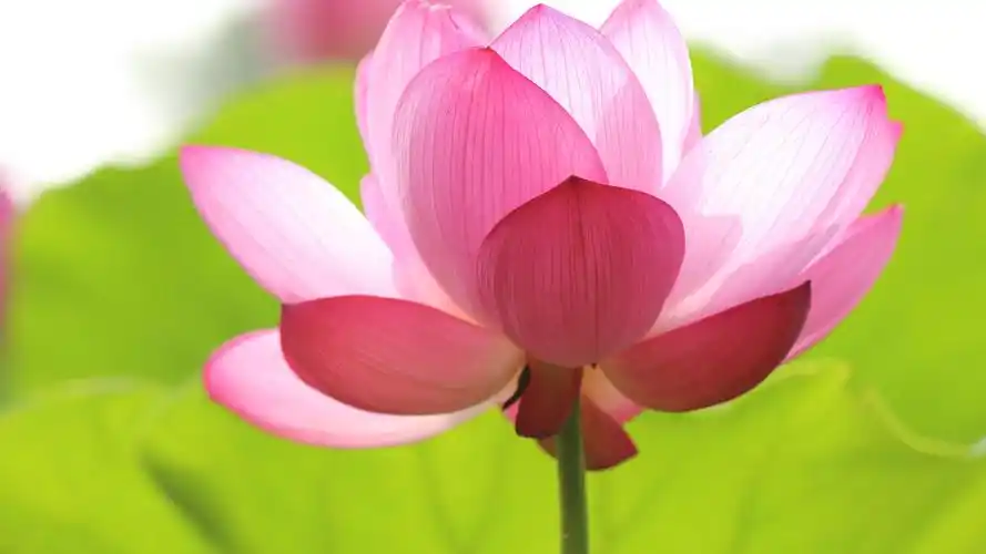 池塘绽放着的荷花