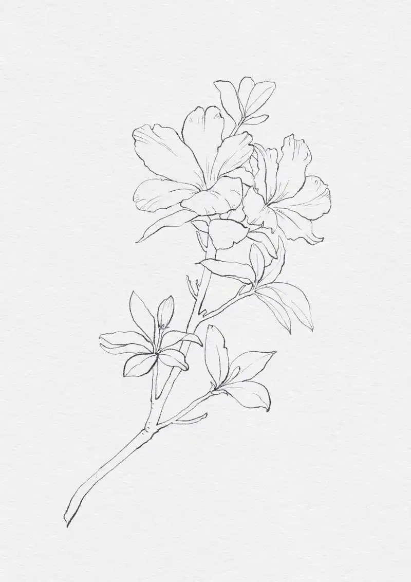 浅画一下—杜鹃 工具:ipadpro77apple pencil 软件:procreate 笔刷