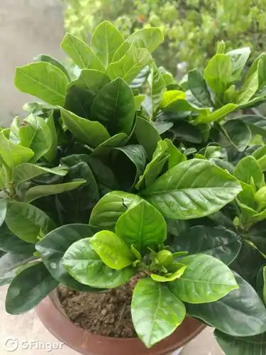 栀子花叶子这样了是怎么回事啊