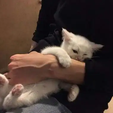 男生抱猫头像高清不露脸的男生抱猫头像高清图片